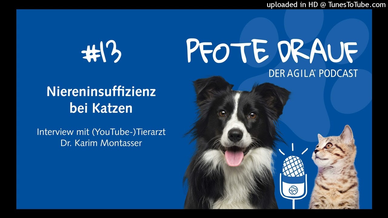 AGILA Podcast "Pfote drauf" #13: Niereninsuffizienz bei Katzen - mit Tierarzt Dr. Karim Montasser